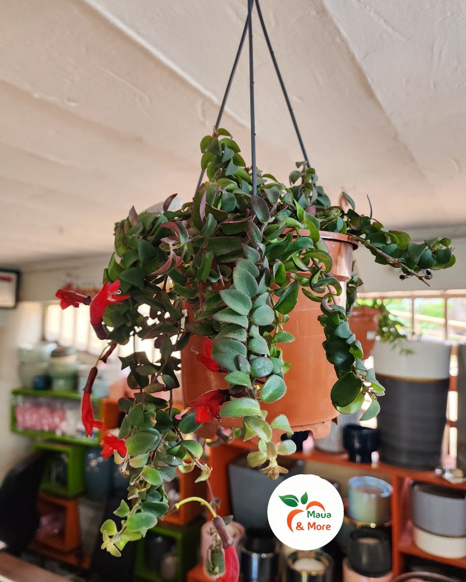 Maua & More tweet media