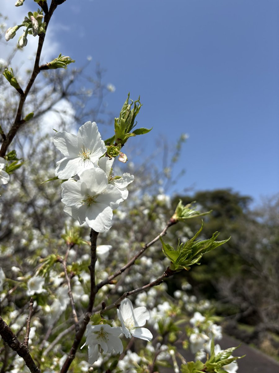 とうきょうMH160/JH1AJA 八丈富士から飛ばしたい(๑˃̵ᴗ˂̵) tweet media