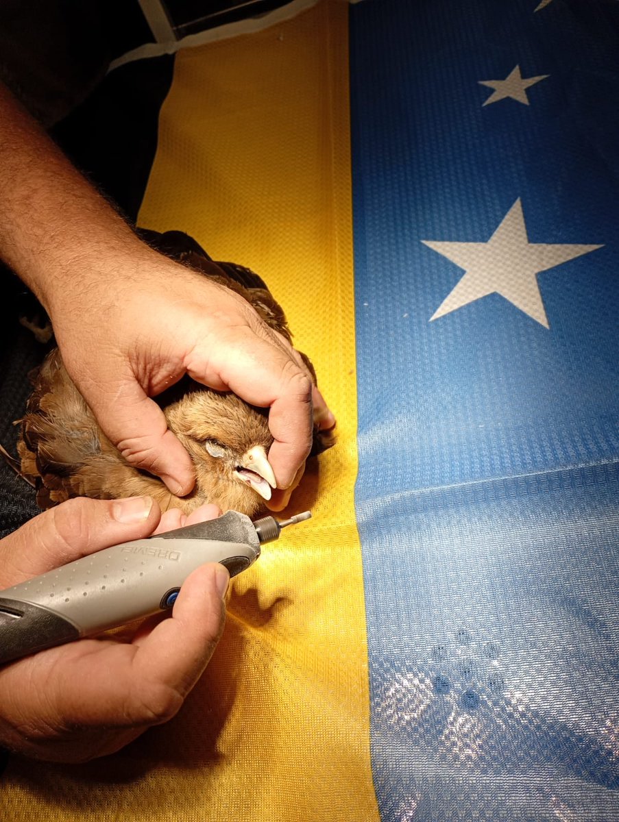 Grand Duchy of Flandrensis tweet media