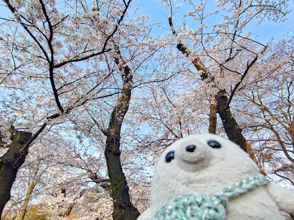 ごまのすけ🦭 tweet media