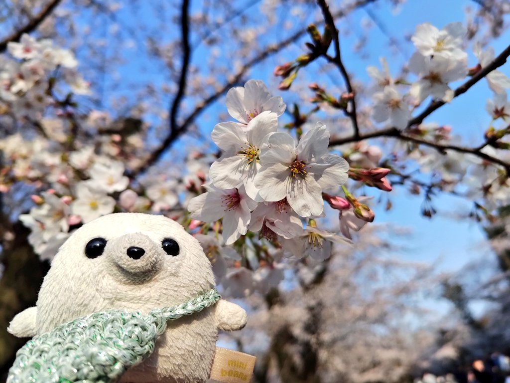 ごまのすけ🦭 tweet media