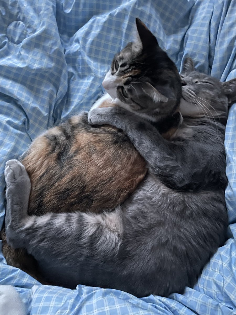 얼짱겅듀 먹짱우주 tweet media