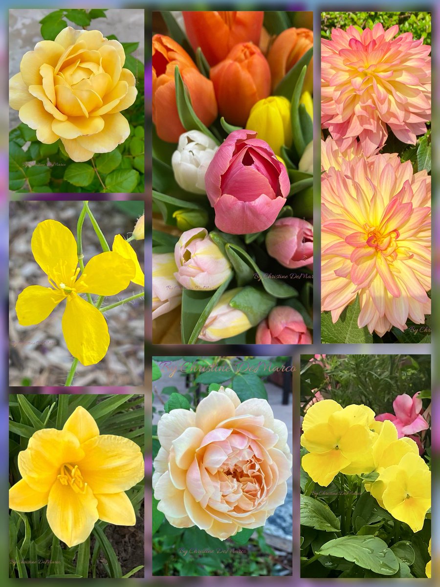 christinedemar's tweet image. #PalmSunday March 29, 2026—The significant Christian feast day marking Jesus Christ's entry into Jerusalem which is the beginning of Holy Week leading up to Easter &amp;amp; serves as the Sunday before Easter Sunday &amp;amp;  last Sunday of Lent 🙏
Flowers MyGarden
#SundayYellow #WorldPeace🕊️