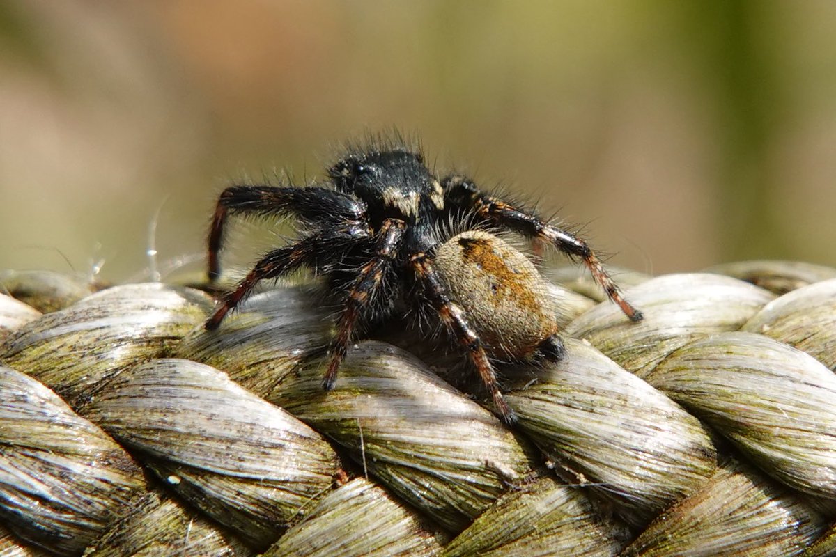 富里の谷津便り tweet media