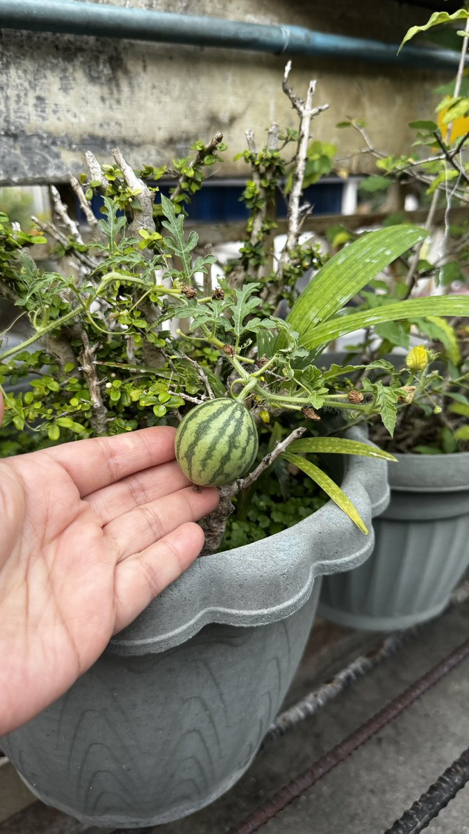 Nikki, That’s Okay tweet media