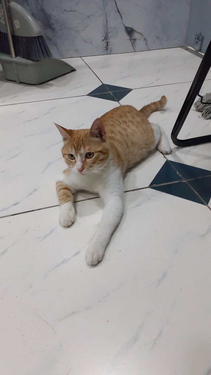 Сеня Лиса tweet media