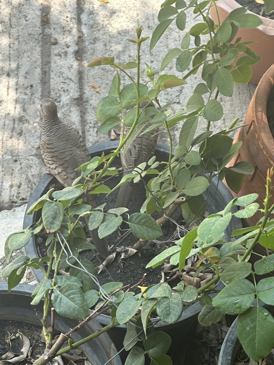 sb♡🫧🦋 tweet media