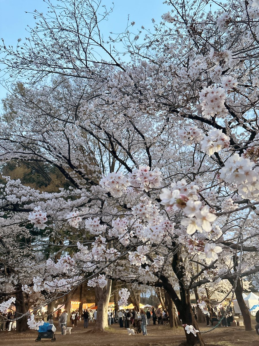 monemaroneko's tweet photo. 今年も桜が見れる幸せよ…🥹🌸🍃 https://t.co/0yTaXp3lth