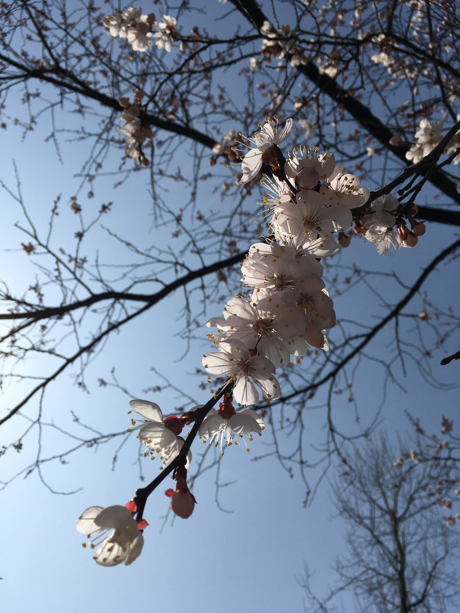 miaoxingW's tweet photo. 归燕识故巢，
旧人看新历。
临觞忽不御，
惆怅远行客。

The returning swallows know their old nests;
the same old faces look upon a new year’s calendar.
Before the cup, he suddenly will not drink—
thinking of the traveler far away, he grows wistful.

—— 王维《春中田园作》 https://t.co/VeEDKQ5m8n