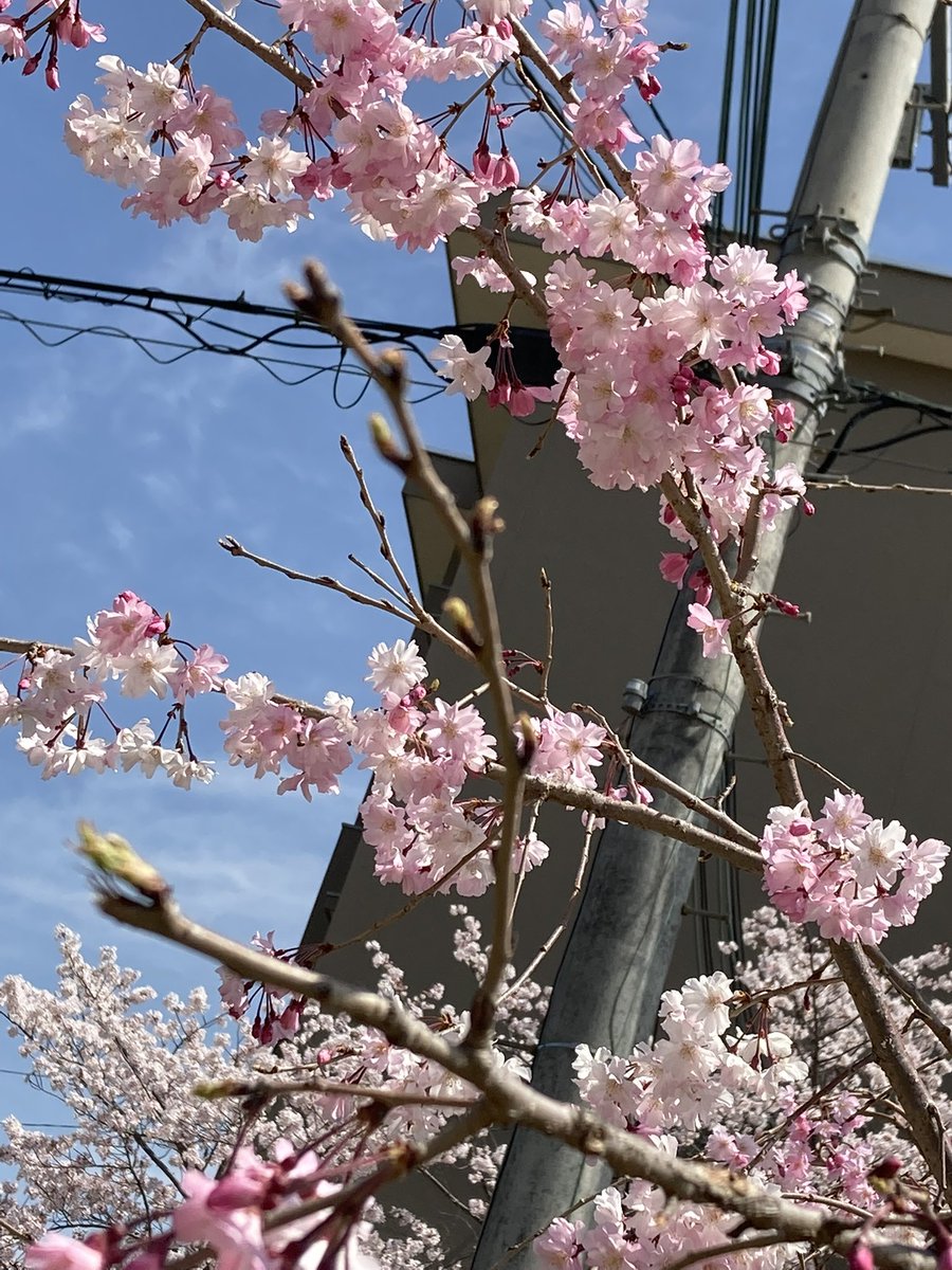 こんばんは！さゆきです💛🐢

とうとう3月ともお別れ🥲
そして、新年度の幕開け！

環境が変わると不安も付き纏うものですが、何事にも全力で取り組めばその頑張りを見ててくれる人は必ずいるのできっと大丈夫です✨
私と一緒に頑張りましょう😤🌸
(さゆき)
#メチャカレハウス
#大阪アニカレ