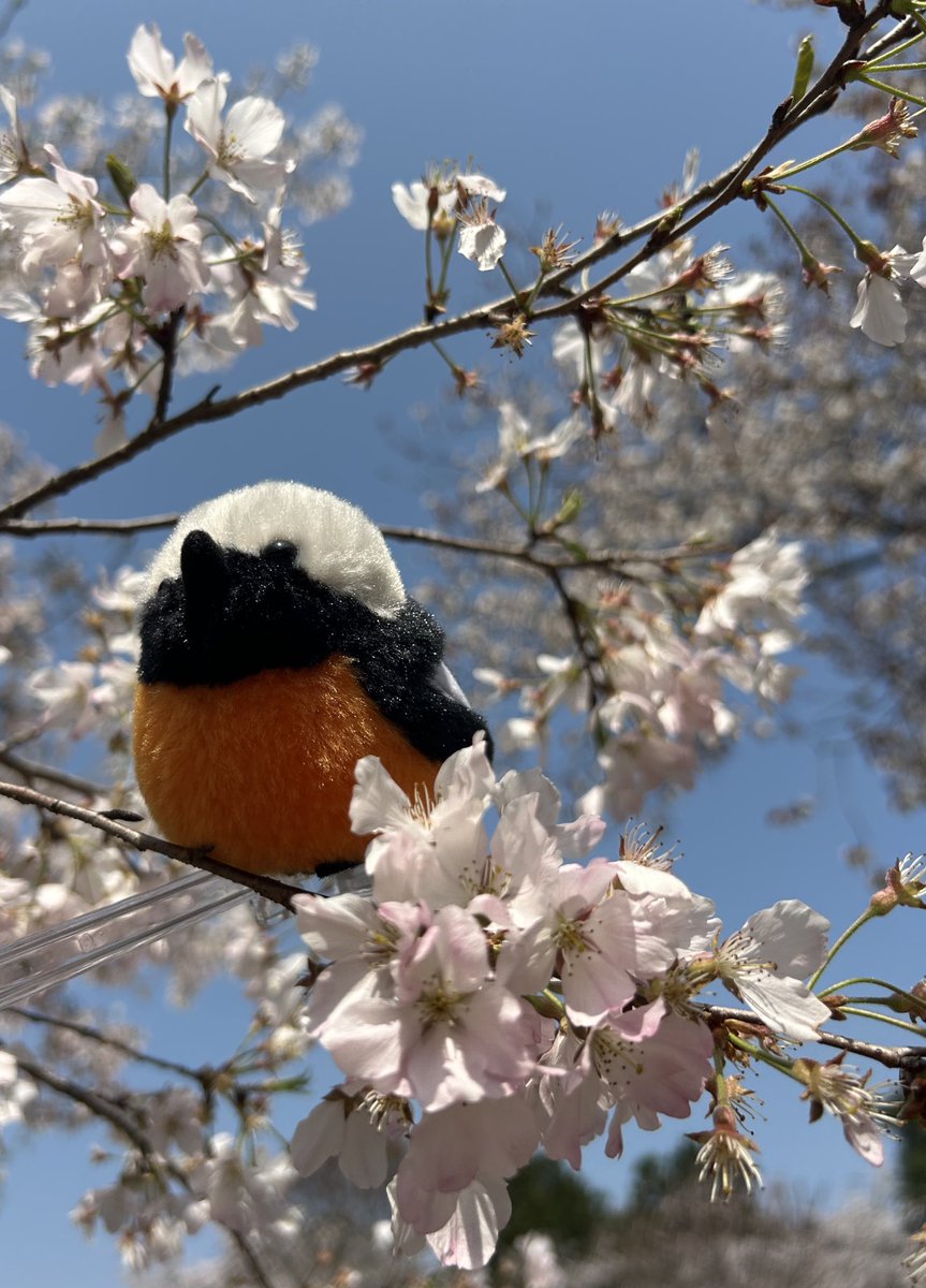 お花見🌸✨
本物はいなかったからぬい達で記念撮影✨
久しぶりのぬい撮り🥰