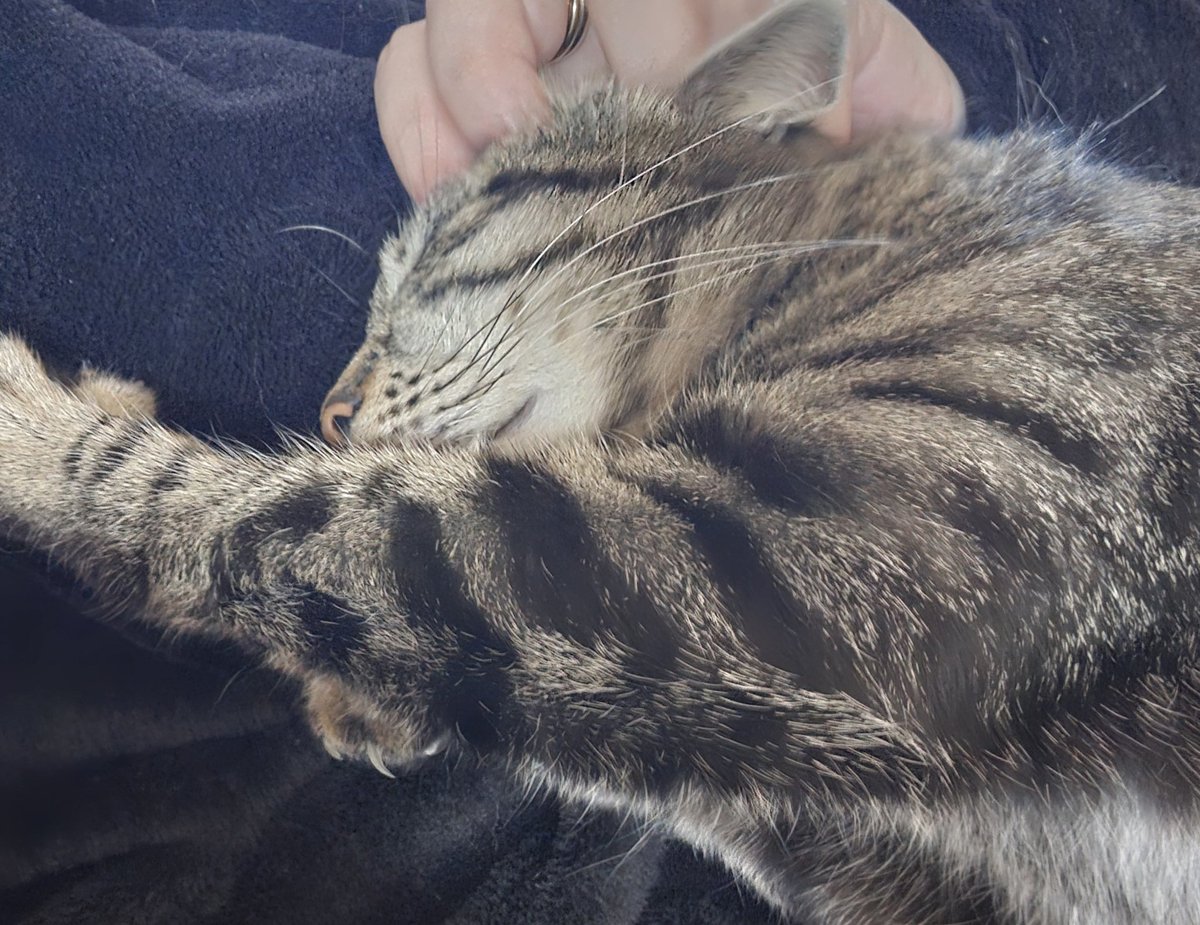 constance Moon tweet media