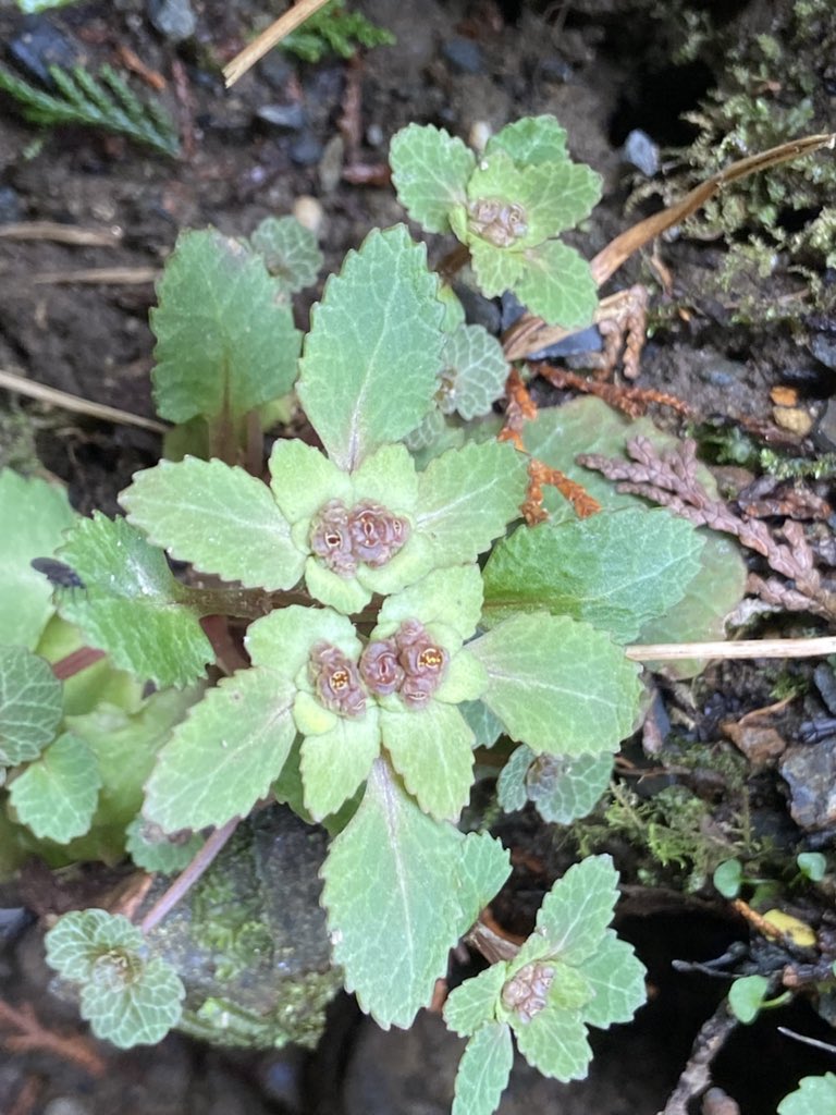 のこのこ屋 tweet media