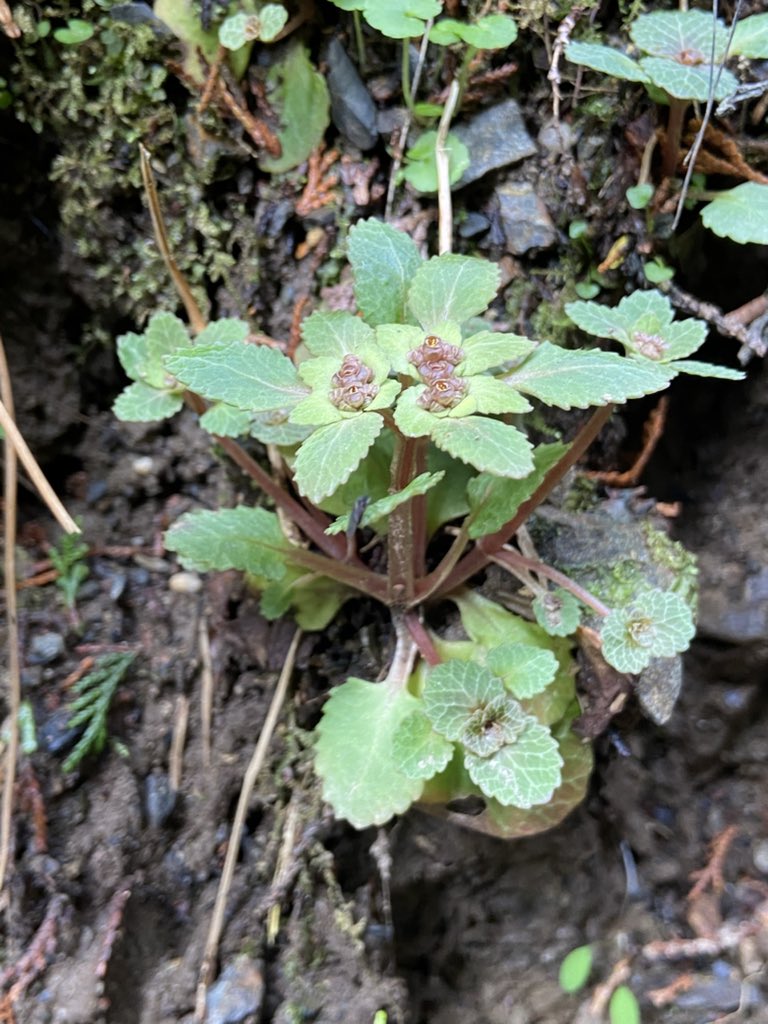 のこのこ屋 tweet media