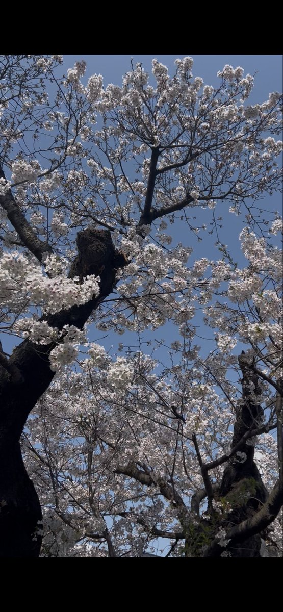 小太郎サン tweet media