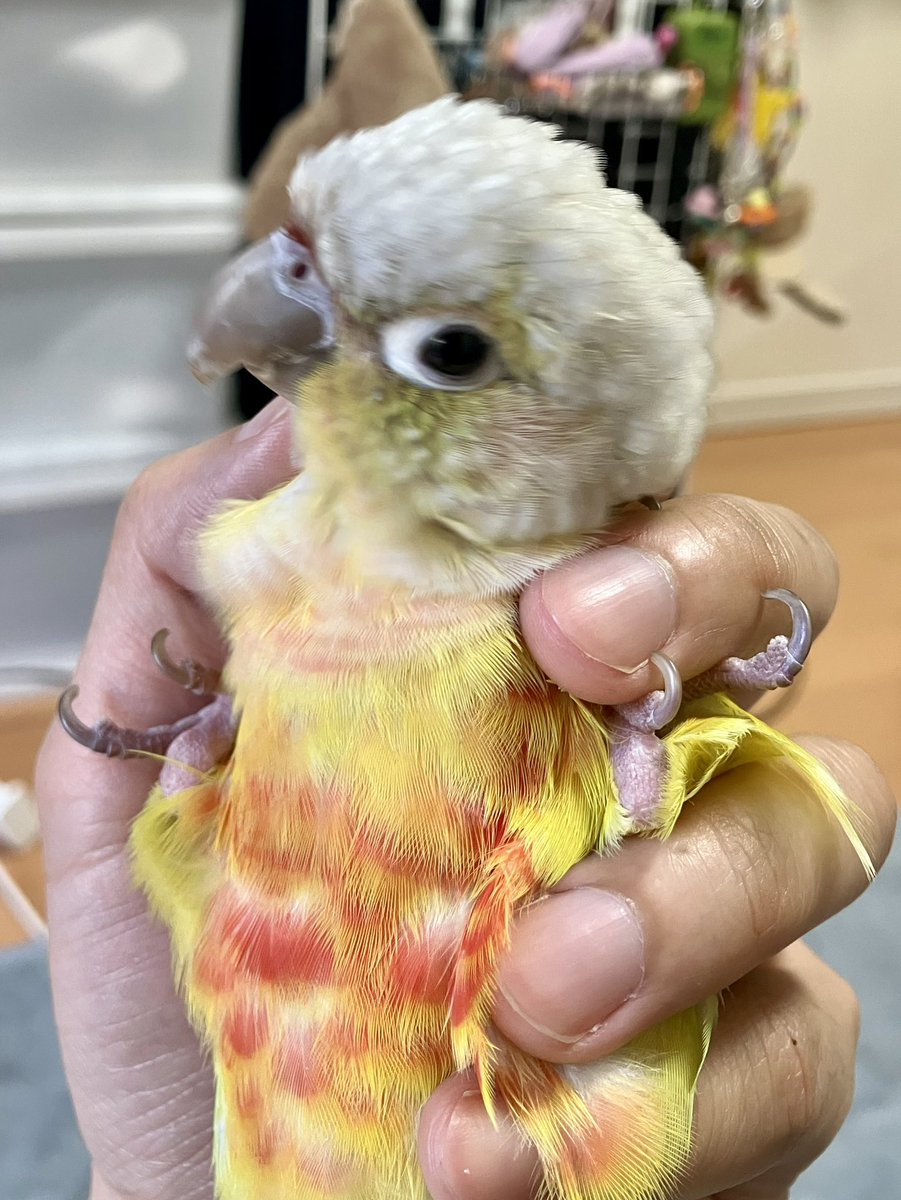 ドリドリ🦜 tweet media