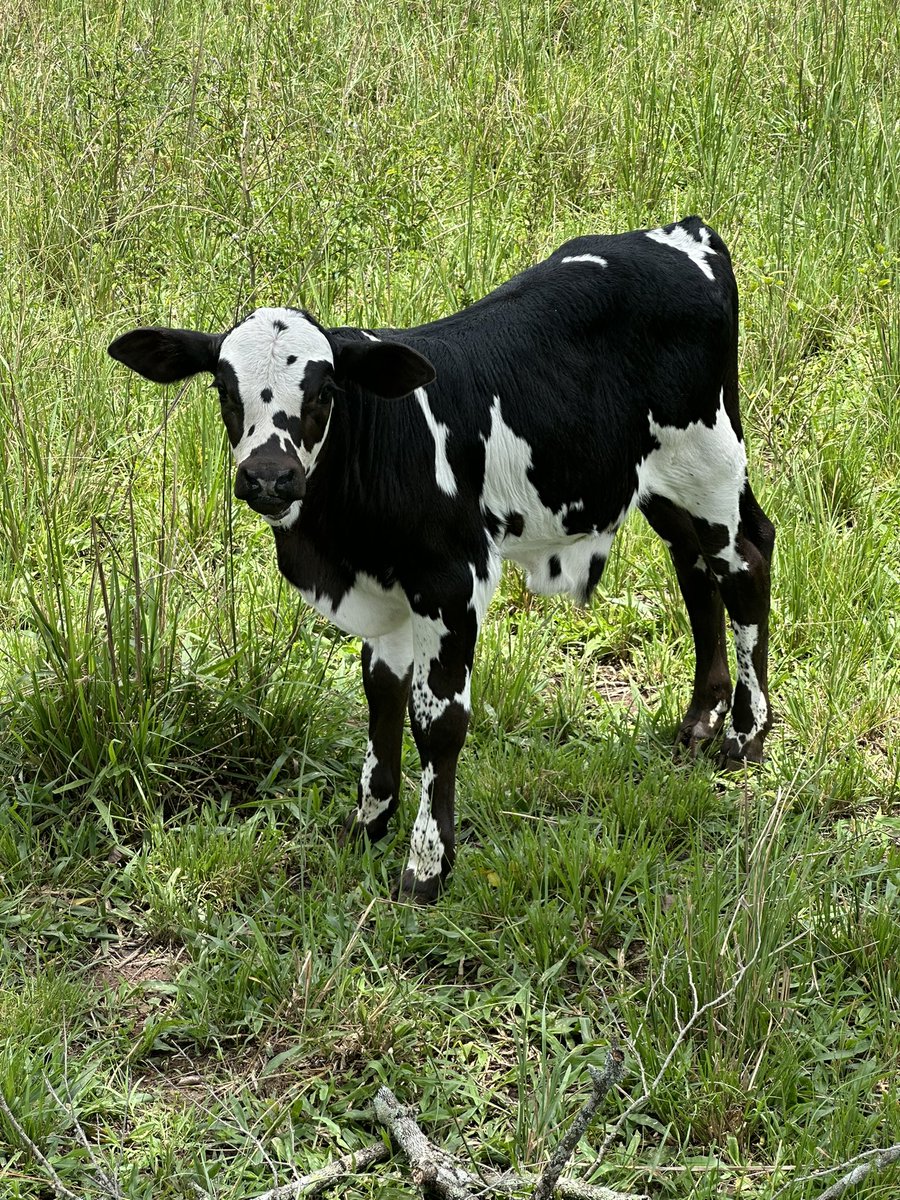 cattle Island 🐄💯 tweet media