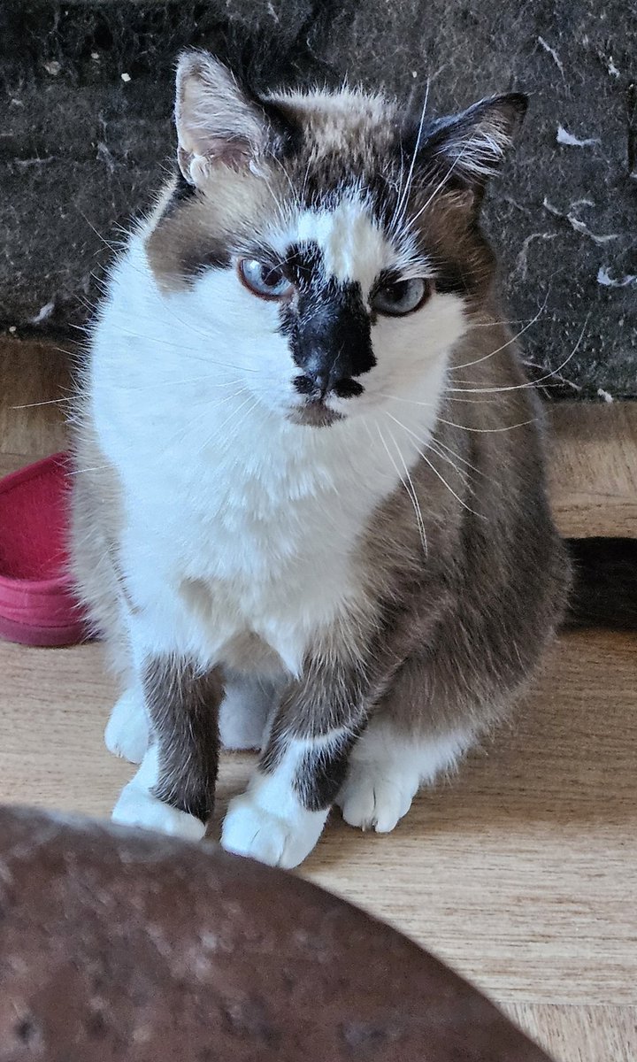 constance Moon tweet media