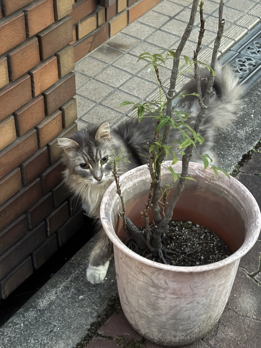 さくら猫WEST tweet media