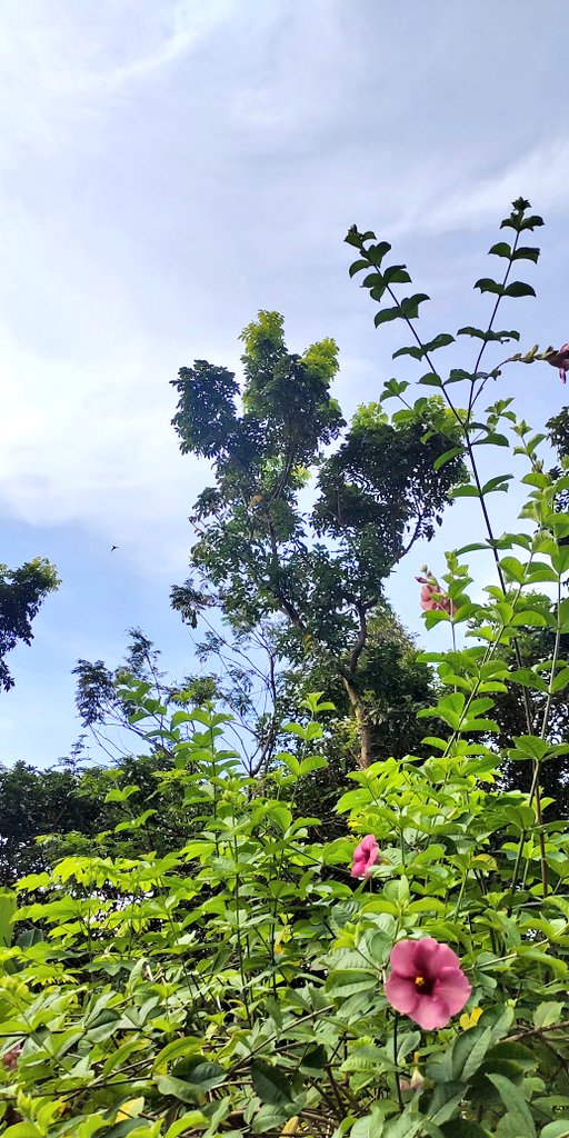 calista (❖,❖) tweet media