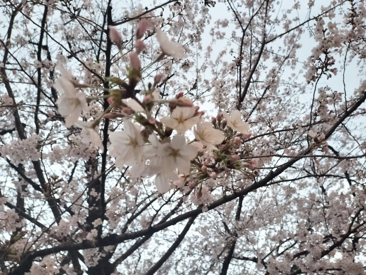 Rskujra_925's tweet photo. お花見🌸 https://t.co/F4HeZQFotn