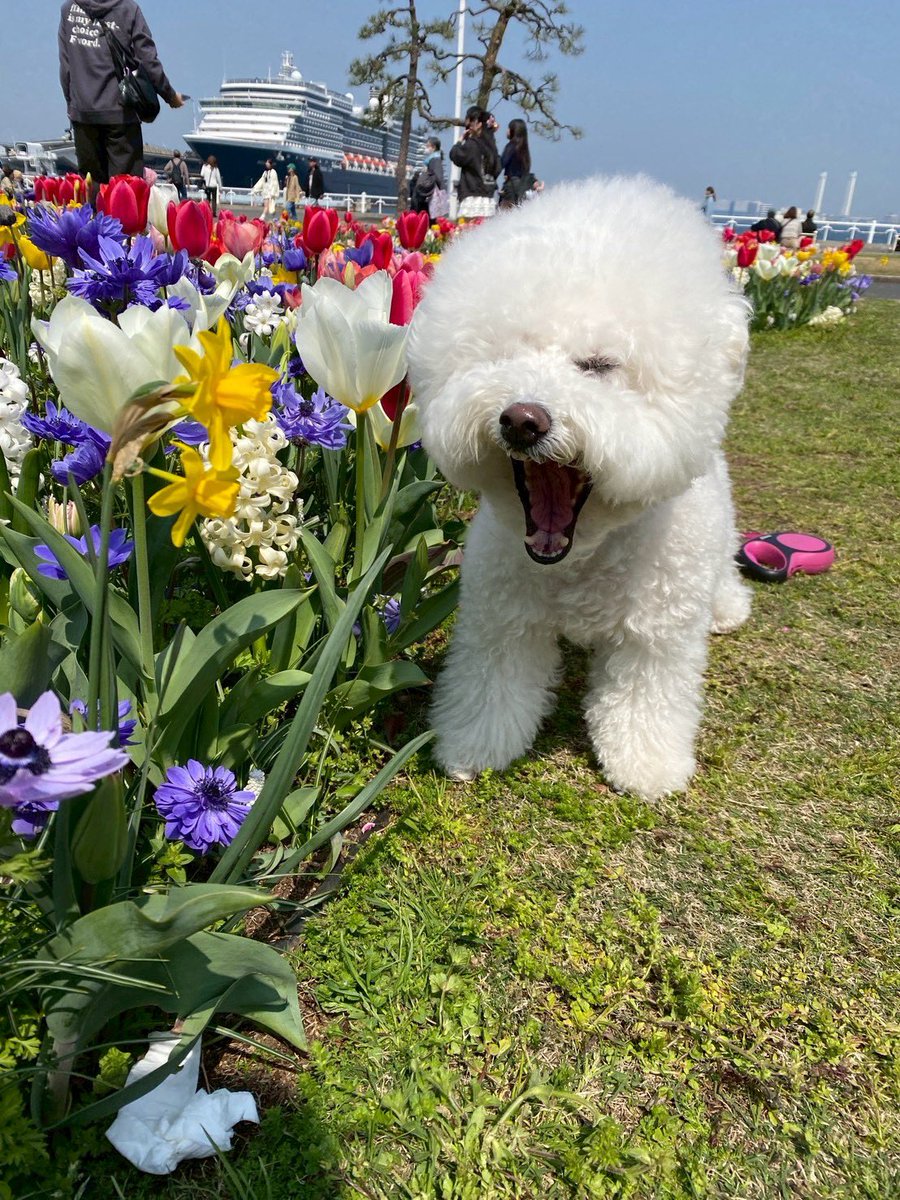 もこみちゃんと一緒 tweet media