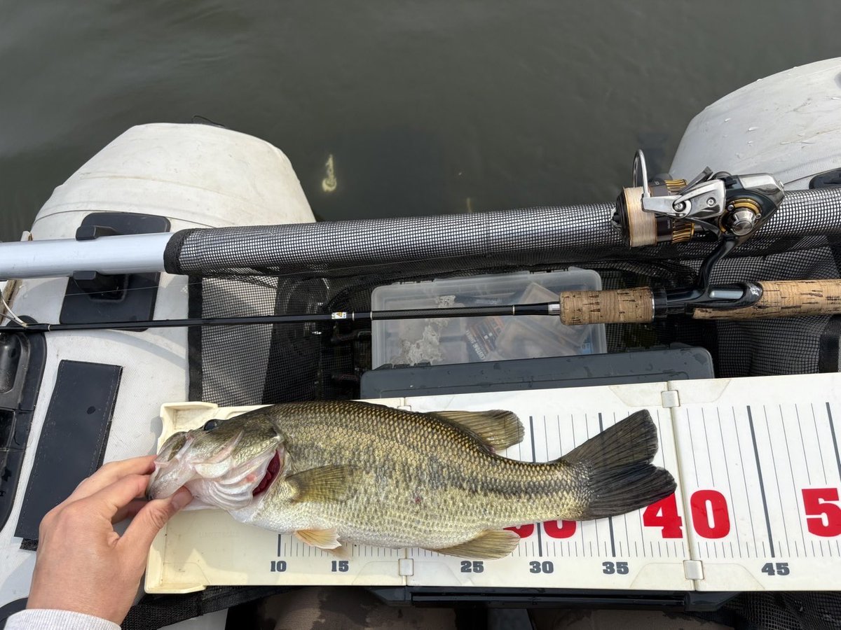 ドボンチ tweet media