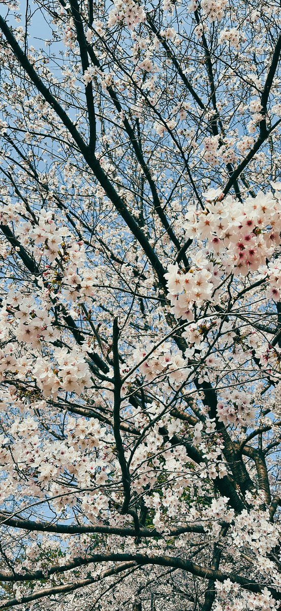 春木理津加◇連載中 tweet media