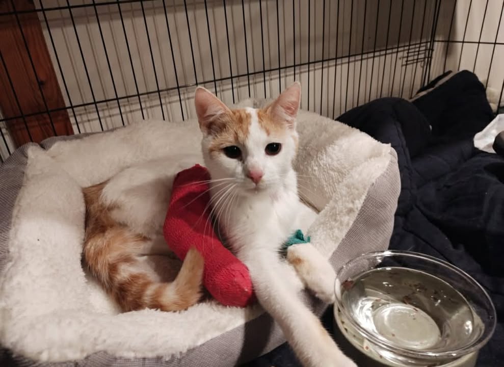 Wie helpt Pippin? Ze vecht tegen fip maar baasje kan de kosten niet dragen. 
Donaties gaan via Stichting Kitty Cat omdat Pippin daar geadopteerd is. 
gofund.me/d5adf5fa6
Of overmaken:
IBAN: NL11 RABO 0304 5680 23
Stichting Kitty-Cat Winterswijk
Omschrijving: donatie Pippin