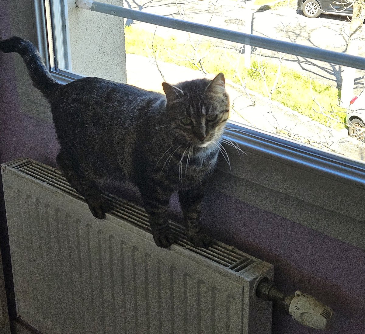 constance Moon tweet media