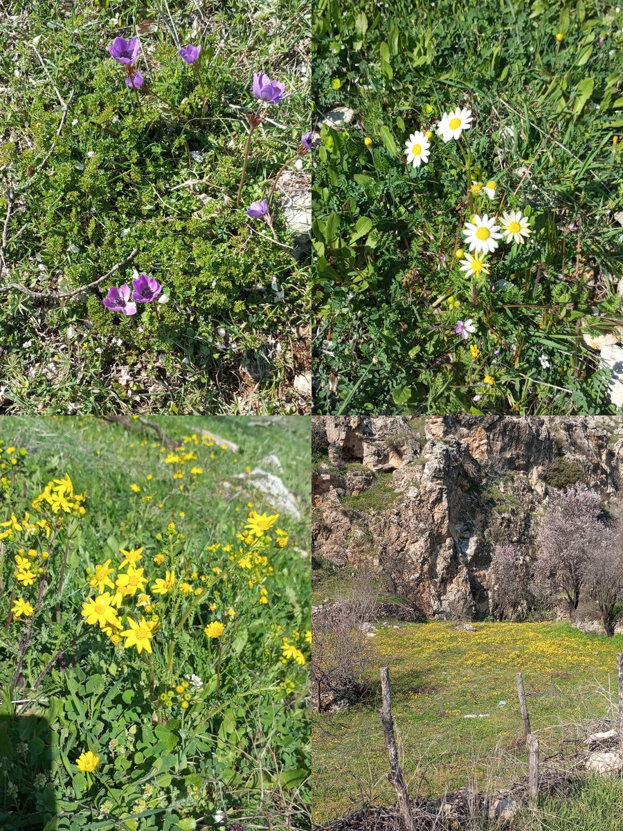 Doğa harika baharın güzelliği 
Harika her yer çiçek yeşillik 👍🌸🌼 sevmeyi bilen her şeyi sever zarar vermez ✍️🙏