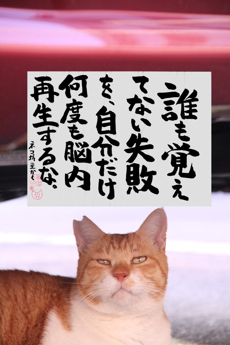 専念寺/ネコ坊主 tweet media