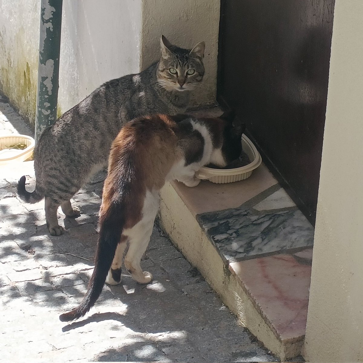 Antonio Gracias tweet media