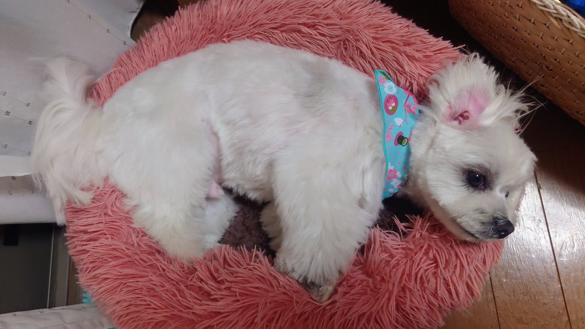 パグお(パグ中毒者) tweet media