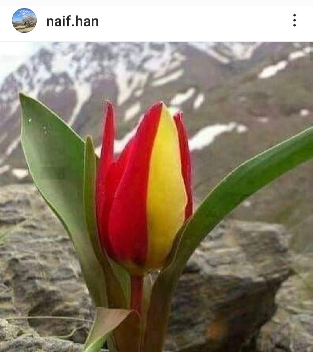 Naifh Xan tweet media