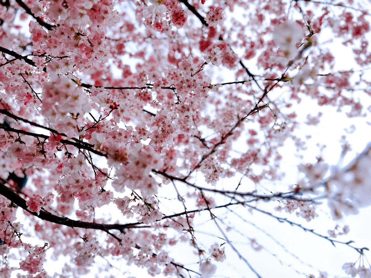 LAGOON ICE AKIHABARA tweet media