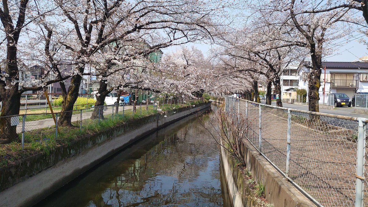 鮭ハラス tweet media