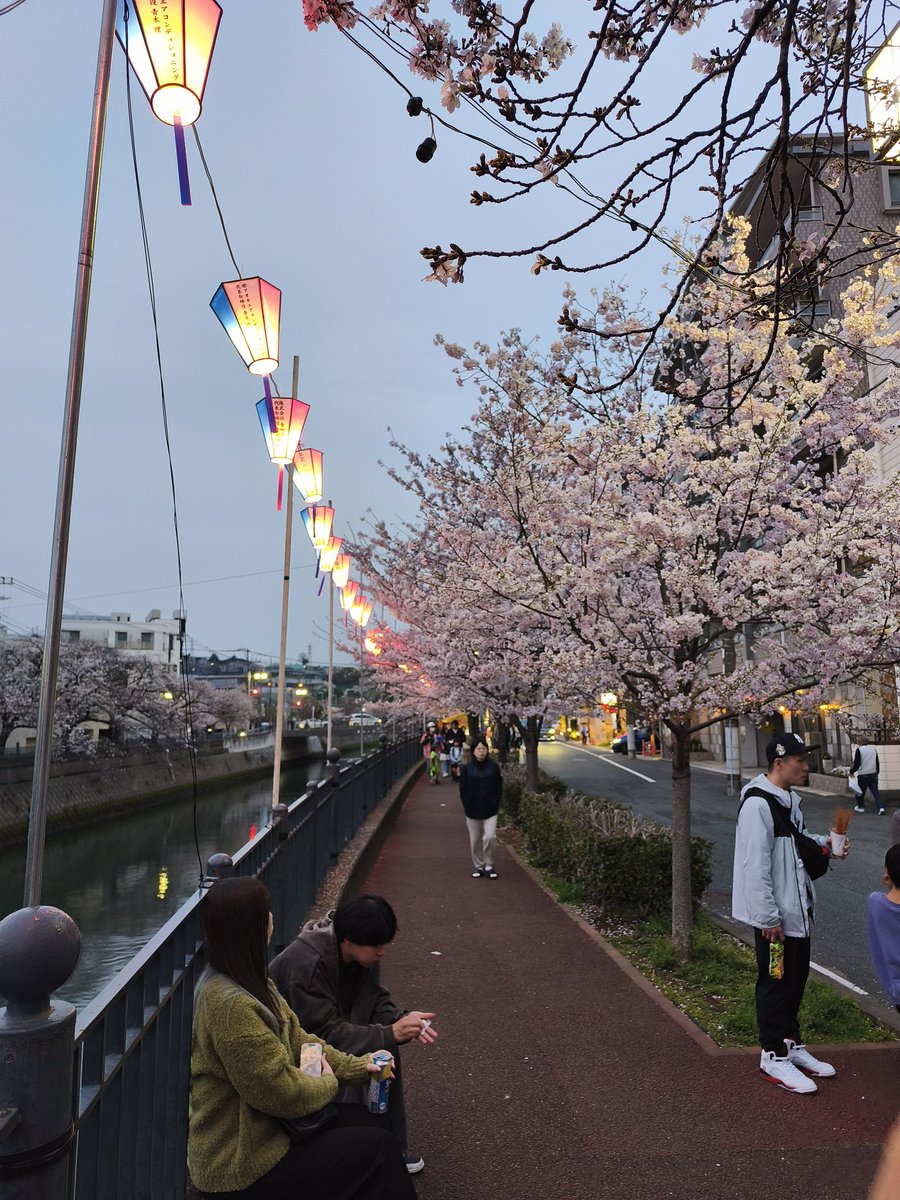 junnet8686's tweet photo. 【大岡川】
桜見てきたよー https://t.co/fKUkIcG4Jw