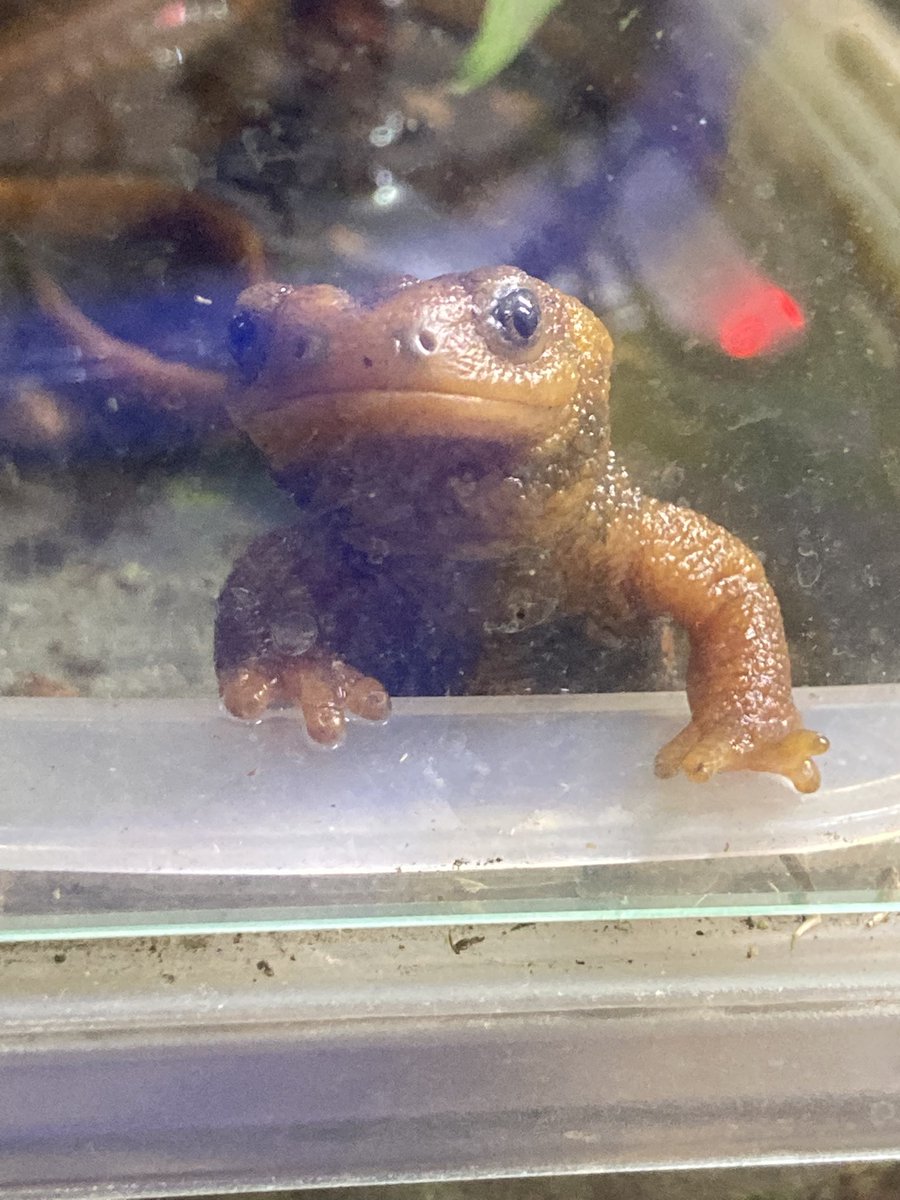 ちゃちゃん＊カエル生活 tweet media