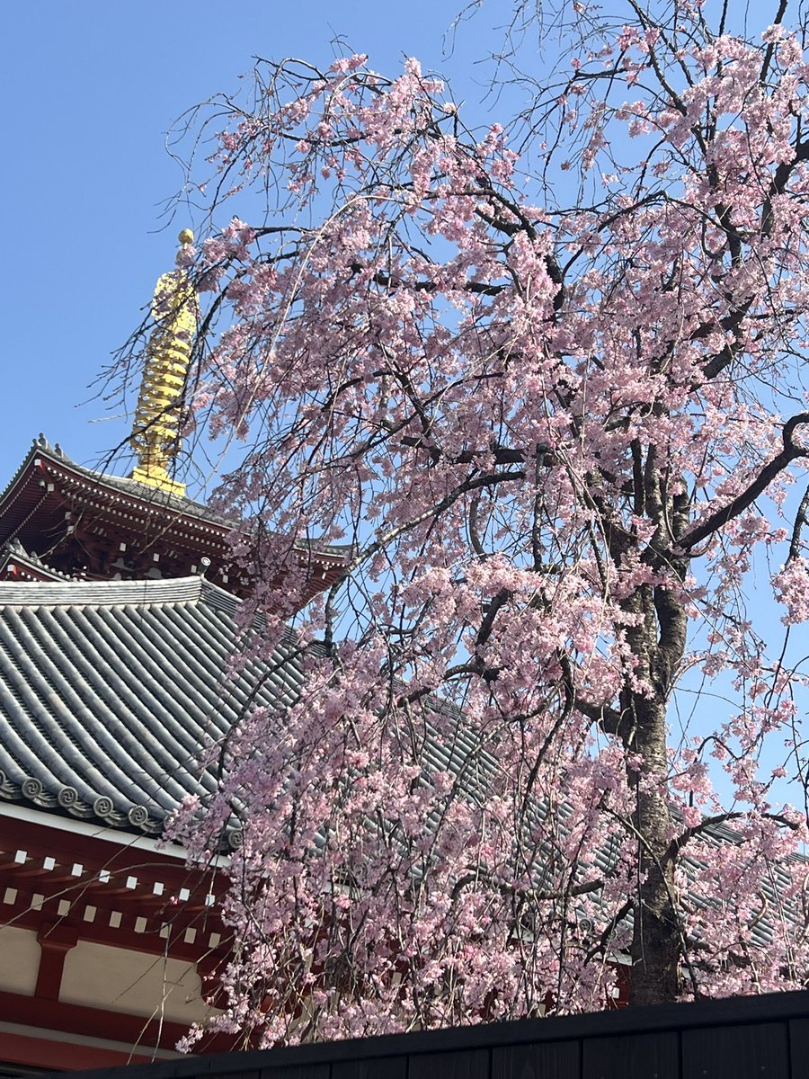 ホワイトローズ@通称「ホワさん」「ホワちゃん」 tweet media