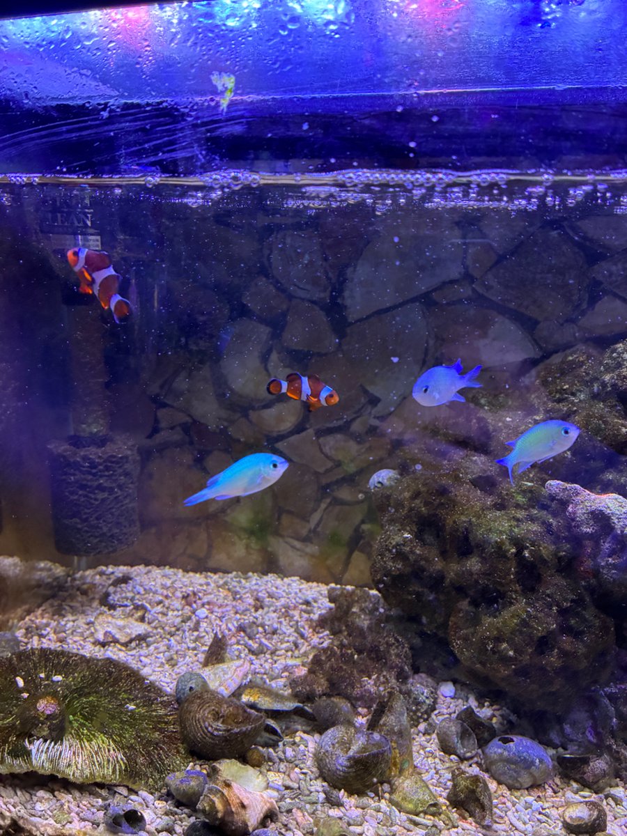 Aura Euronika tweet media