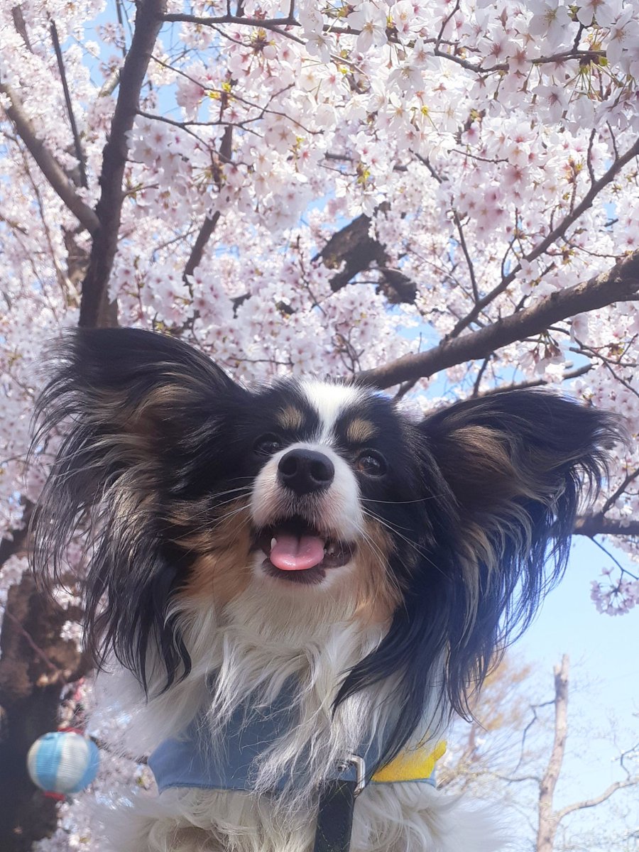 パピヨンの凛(茶白)と蓮(トライ) tweet media