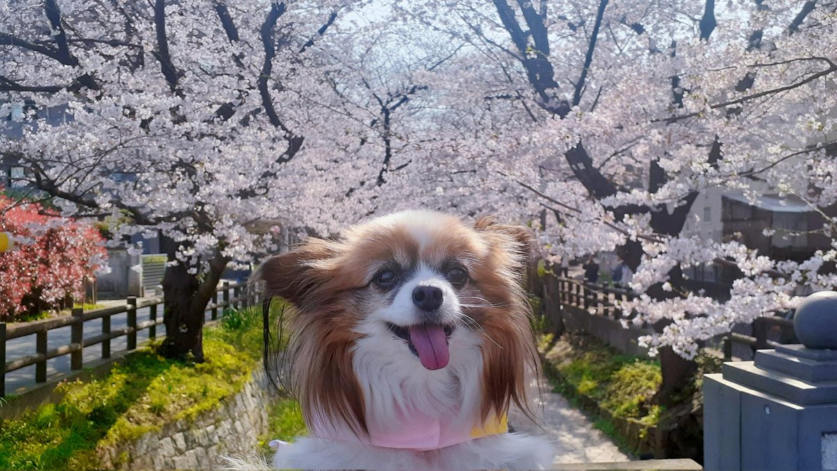 パピヨンの凛(茶白)と蓮(トライ) tweet media