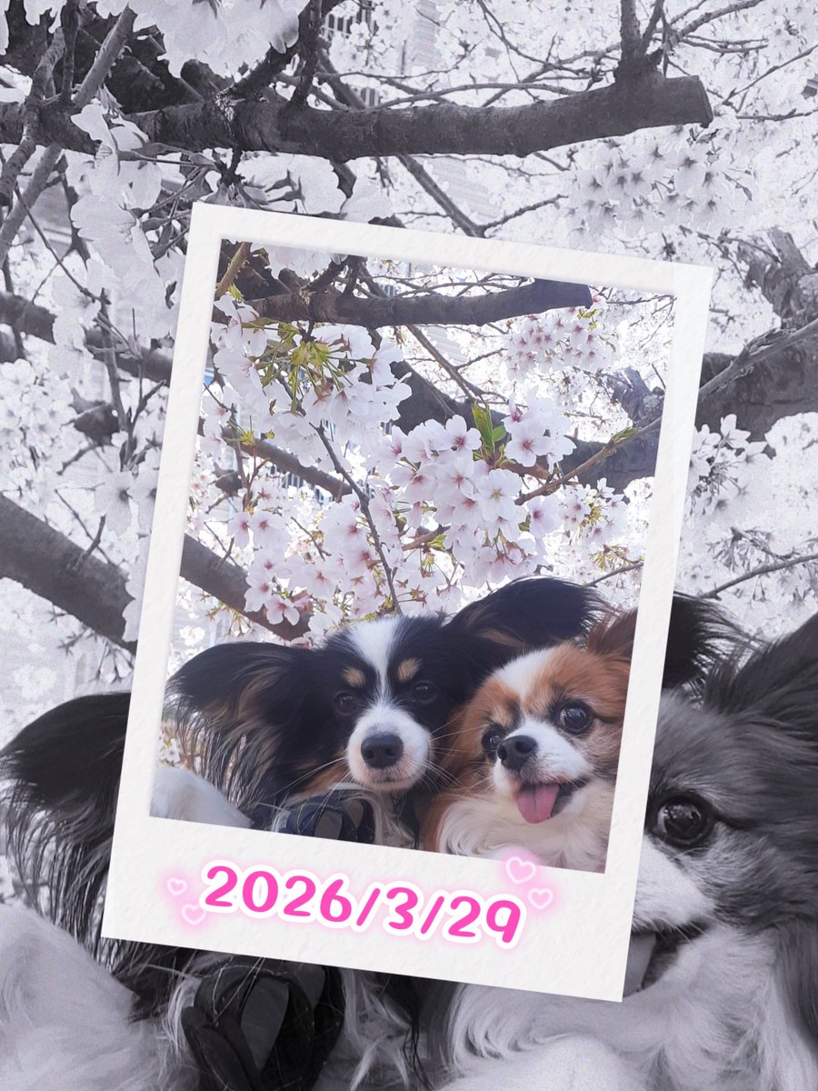 パピヨンの凛(茶白)と蓮(トライ) tweet media