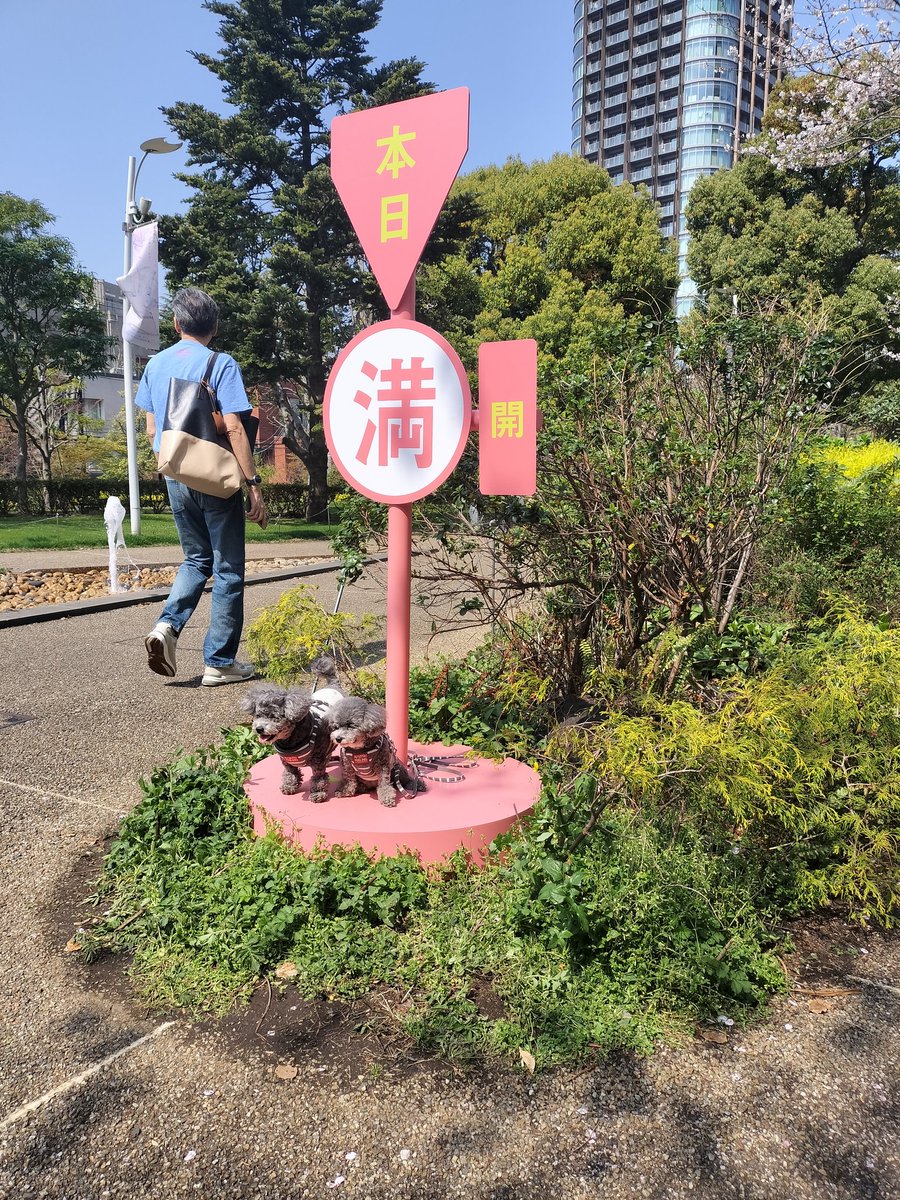 ポーズ決めててかわいい💕🐩