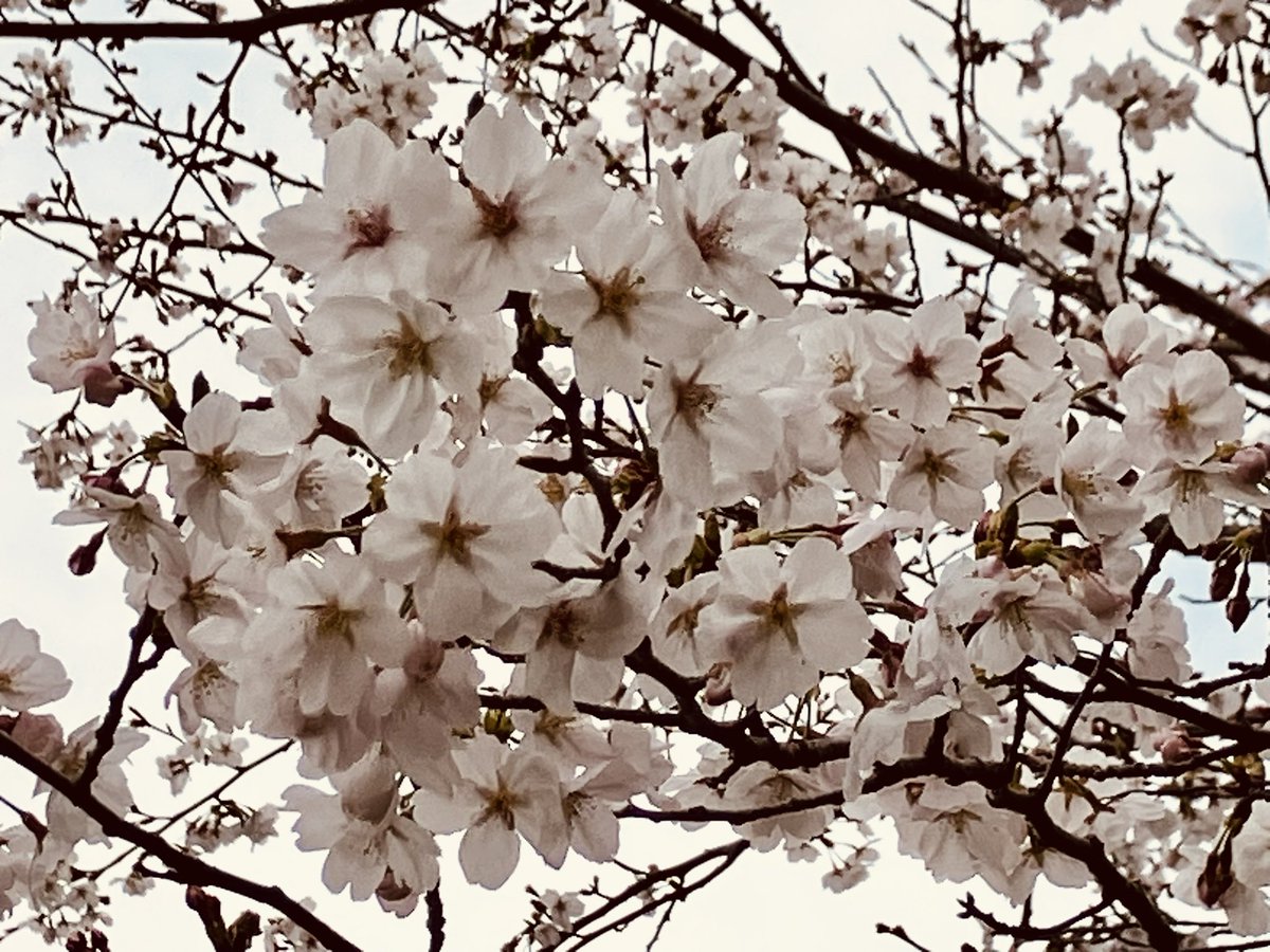 池山鶴晋（鶴晋推命相談） tweet media