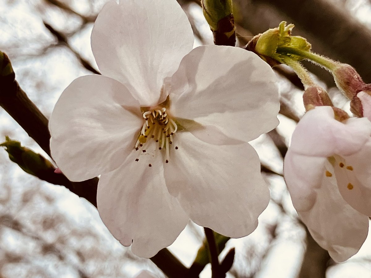 池山鶴晋（鶴晋推命相談） tweet media