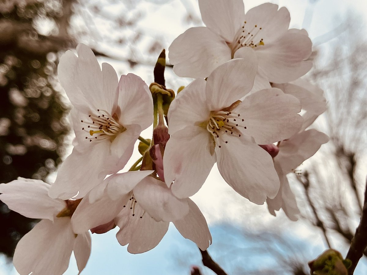 池山鶴晋（鶴晋推命相談） tweet media