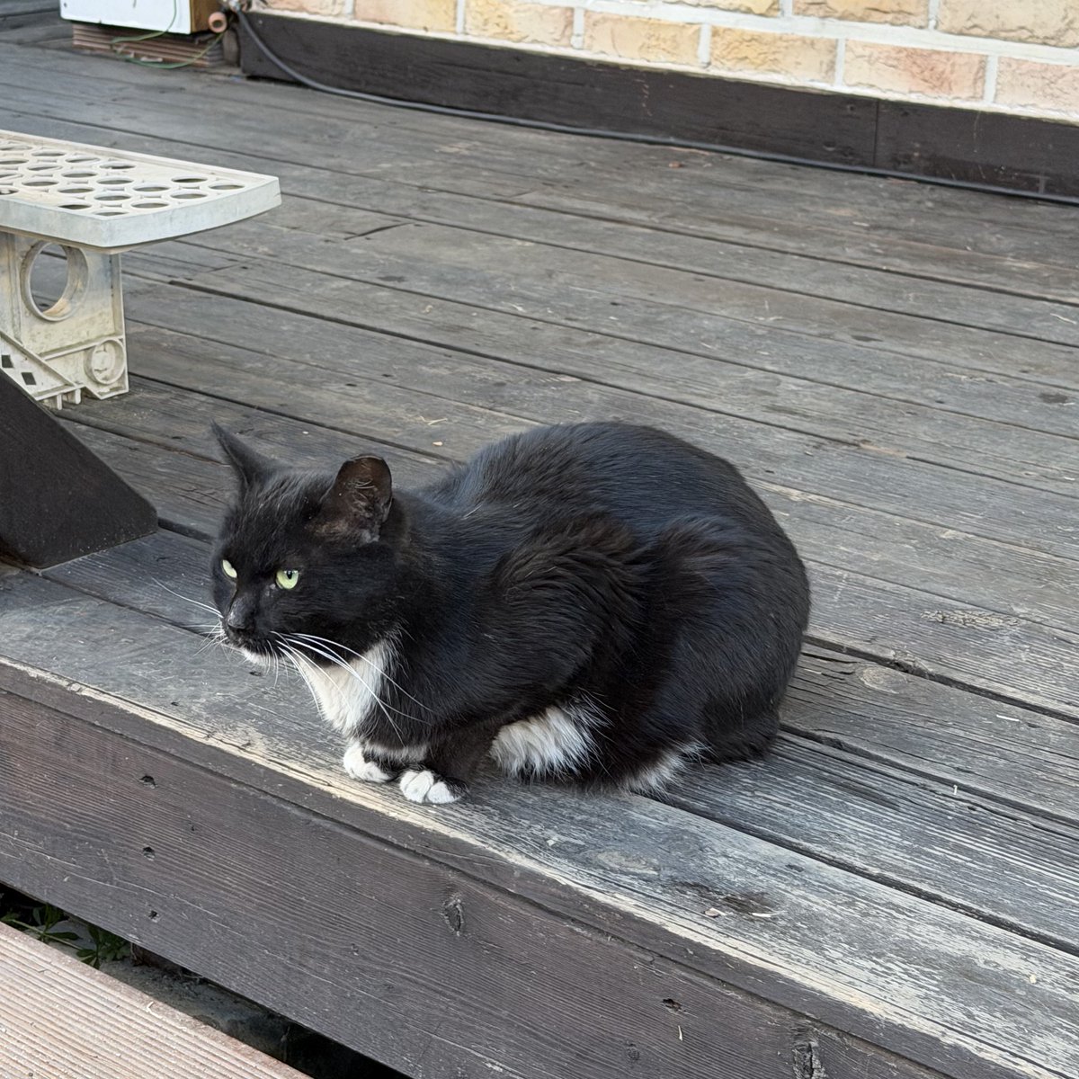 올라푸 tweet media