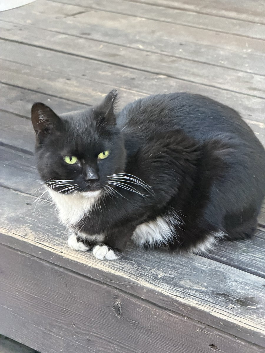 올라푸 tweet media